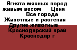 Ягнята мясных пород живым весом.  › Цена ­ 125 - Все города Животные и растения » Другие животные   . Краснодарский край,Краснодар г.